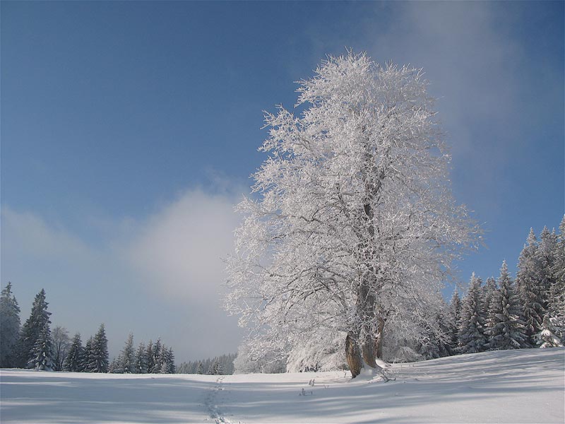 Baum in Wei